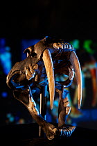 Smilodon, the Saber-toothed tiger replica skull, replica cast from one found at La Brea Tar pits, LA, California, USA.