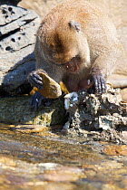 Male Burmese long tailed macaque (Macaca fascicularis aurea) using stone tool to open oysters at low tide, Kho Ram, Khao Sam Roi Yot National Park, Thailand.