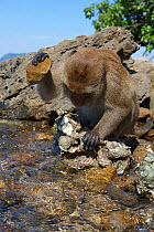 Adult male Burmese long tailed macaque (Macaca fascicularis aurea) using stone tool to open oysters at low tide, Kho Ram, Khao Sam Roi Yot National Park, Thailand.