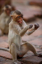 Long-tailed macaque (Macaca fascicularis) juvenile flossing teeth with human hair stolen from tourists at Monkey Temple, Phra Prang Sam Yot, Lopburi, Thailand.