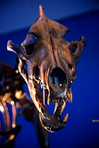 Dire wolf (Canis dirus) skull, extinct from the  Ice Age,  La Brea Tar Pit Museum, LA, USA.