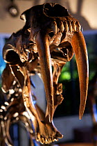 Smilodon, the Saber-toothed tiger replica skull with massive canine teeth -  replica cast from one found at La Brea Tar pits, LA, California, USA.