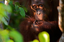 Juvenile orangutan (Pongo pygmaeus) in bushes, Tanjung Puting reserve, Camp Leakey, Central Kalimantan, Borneo.