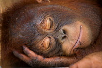 Bornean orangutan (Pongo pygmaeus) juvenile sleeping peacefully, Nyaru Menteng Care Centre, Central Kalimantan, Borneo.