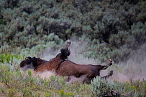 American bison (Bison bison) rolling in dust,  Yellowstone National Park, Wyoming, USA