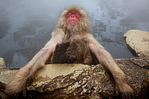 Japanese macaque (Macaca fuscata) relaxing in hot spring in Jigokudani, Yaenkoen, Nagano, Japan, February.