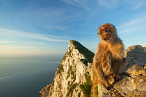 Barbary macaque (Macaca sylvanus) sitting on rocks, Upper Rock area of the Gibraltar Nature Reserve, Gibraltar, June.