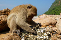 Burmese long tailed macaques (Macaca fascicularis aurea) using stone tools to open Oysters at low tide, Kho Ram, Khao Sam Roi Yot National Park, Thailand.