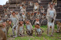 Long-tailed macaques (Macaca fascicularis) group on steps at Monkey Temple, Phra Prang Sam Yot, Lopburi, Thailand.