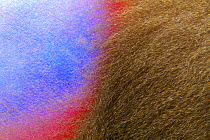 1468136 - - Mandrill male (Mandrillus sphinx) abstract of brightly coloured ischial callosity on buttocks, Lekedi National park, Gabon.
