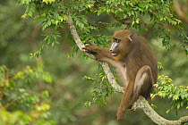 Mandrill (Mandrillus sphinx) female in tree, Lekedi National park, Gabon