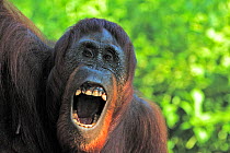 Bornean orangutan (Pongo pygmaeus) female calling, Tanjung Puting reserve, Camp Leakey, Central Kalimantan, Borneo.