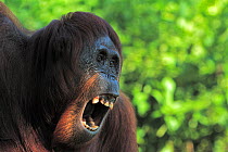 Bornean orangutan (Pongo pygmaeus) female calling, Tanjung Puting reserve, Camp Leakey, Central Kalimantan, Borneo.