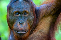 Bornean orangutan (Pongo pygmaeus) female portrait, Tanjung Puting reserve, Camp Leakey, Central Kalimantan, Borneo.