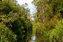 Sekonyer River in Tanjung Puting National Park, on way to Camp Leakey, Indonesia, Central Borneo Province, Central Kalimantan.