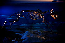 Extinct Dire wolf (Canis dirus) skeleton from Ice Age,  at La Brea Tar Pit Museum, LA, USA.