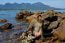 Adult male Burmese long tailed macaque (Macaca fascicularis aurea) using stone tool to open oysters at low tide, Kho Ram, Khao Sam Roi Yot National Park, Thailand.