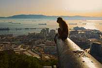 Barbary macaque (Macaca sylvanus) resting on old canon at sunrise, with view over looking Gibraltar City, Upper Rock area of the Gibraltar Nature Reserve, Gibraltar, June.