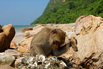 Burmese long tailed macaque (Macaca fascicularis aurea) using stone tools to open Oysters at low tide, Kho Ram, Khao Sam Roi Yot National Park, Thailand.