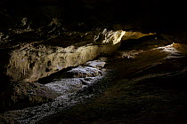 Chacma Baboon (Papio hamadryas ursinus) sleeping cave, De Hoop Nature Reserve, Western Cape, South Africa.