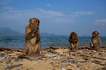 Burmese long tailed macaques (Macaca fascicularis aurea) feeding on cockles opened using stone tools at low tide, Kho Ram, Khao Sam Roi Yot National Park, Thailand.