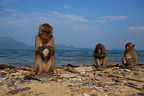 Burmese long tailed macaques (Macaca fascicularis aurea) using stone tools to open cockles at low tide, Kho Ram, Khao Sam Roi Yot National Park, Thailand.