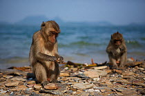 Burmese long tailed macaques (Macaca fascicularis aurea) on beach using stone tools to open cockles at low tide, Kho Ram, Khao Sam Roi Yot National Park, Thailand.