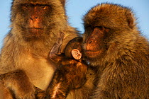 Barbary macaque (Macaca sylvanus) males with baby, as a bridging behaviour to reduce aggression and form social bonds, Upper Rock area of the Gibraltar Nature Reserve, Rock of Gibraltar, June.