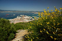 Spanish Broom (Spartium junceum) flower with Gibraltar underneath, Upper Rock, Rock of Gibraltar, UK.