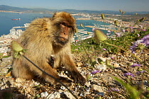 Barbary macaque (Macaca sylvanus) at sunrise, with view over looking Gibraltar City, Upper Rock area of the Gibraltar Nature Reserve, Gibraltar, June.