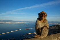 Barbary macaque (Macaca sylvanus), Upper Rock area of the Gibraltar Nature Reserve, Gibraltar, June.