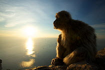 Barbary macaque (Macaca sylvanus) at sunrise, Upper Rock area of the Gibraltar Nature Reserve, Gibraltar, June.