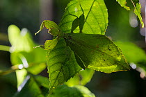 Celebes Leaf insect (Phyllium celebicum) Philippines.
