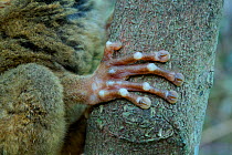 Philippine tarsier (Carlito syrichta) close up of hand, captive, Philippine Tarsier and Wildlife Sanctuary, Bohol, Philippines.
