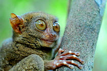 Philippine tarsier (Carlito syrichta) captive, Philippine Tarsier and Wildlife Sanctuary, Bohol, Philippines.