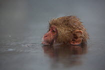 Young Japanese macaque (Macaca fuscata) swimming in hotspring in the rain, Jigokudani, Yaenkoen, Nagano, Japan, February.