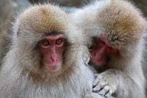 Japanese macaque (Macaca fuscata) grooming near hot spring, Jigokudani, Yaenkoen, Nagano, Japan, February.