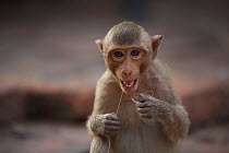 Long-tailed macaque (Macaca fascicularis) juvenile flossing its teeth with string, at Monkey Temple, Phra Prang Sam Yot, Lopburi, Thailand.