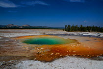 Opal Pool, with terraces of bacteria mats and red algae, Yellowstone National Park, Wyoming, USA, September 2012.