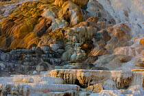 Geothermal formations, Travertine terraces, Mammoth Springs, Yellowstone National Park, Montana, USA, September.