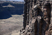 Climber on cliff in Frenchman Coulee, a gorge and cataract system left behind by the great ice age floods. Columbia River Plateau region, central Washington, USA, September 2012.