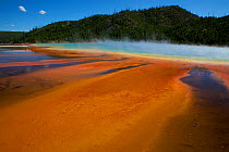 Colourful patterns formed by Cyano bacteria, Grand Prismatic Spring, Yellowstone National Park, Wyoming, USA, July.