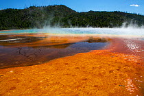 Colourful patterns formed by Cyano bacteria, Grand Prismatic Spring, Yellowstone National Park, Wyoming, USA, July.