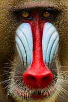 Mandrill male (Mandrillus sphinx) close up face  portrait, Lekedi National park, Gabon.