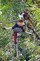Red-shanked douc Langur adult and baby (Pygathrix nemaeus) in tree, Sontra Nature Reserve, Vietnam.