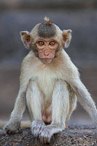 Juvenile Long-tailed macaque (Macaca fascicularis) at Monkey Temple, Phra Prang Sam Yot, Lopburi, Thailand.