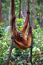 Bornean orangutan (Pongo pygmaeus) climbing ropes, Nyaru Menteng Care Centre, Central Kalimantan, Borneo.