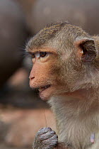 Long-tailed macaque (Macaca fascicularis) flossing its teeth with human hair stolen from tourists at Monkey Temple, Phra Prang Sam Yot, Lopburi, Thailand.
