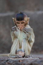 Juvenile Long-tailed macaque (Macaca fascicularis) teeth flossing with string at Monkey Temple, Phra Prang Sam Yot, Lopburi, Thailand.