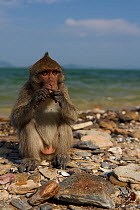 Burmese long tailed macaque (Macaca fascicularis aurea) on beach feeding on cockles cracked opened using stone tools at low tide, Kho Ram, Khao Sam Roi Yot National Park, Thailand.
